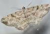 Peribatodes rhomboidaria